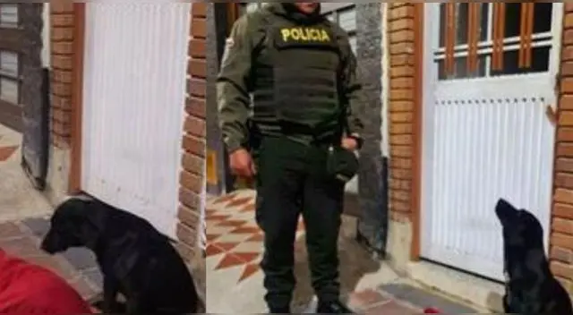 La singular escena causó furor en las redes sociales demostrando la fidelidad de la perrita.