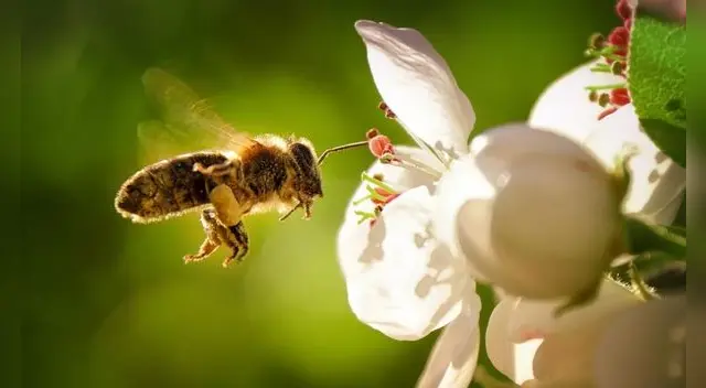 Conoce cuál es el significado que una abeja te pique.