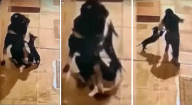 El perrito logró morder al delincuente y este salió huyendo del lugar