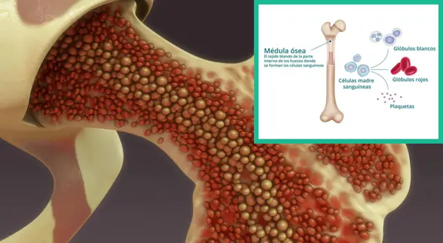 Es responsable del desarrollo y almacenamiento de las células sanguíneas.