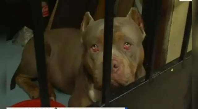 Breña: piden ayuda para perrito que se quedó solo tras muerte de su dueño