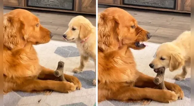 El clip sumó alrededor de 5 millones de 'me gusta'. Foto: TikTok