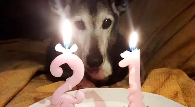 Este 'abuelito' estuvo en un albergue para mascotas desde que tenía un año de edad.