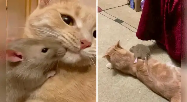 La amistad entre la gata y la rata son únicas, como mostró el clip en redes sociales. Foto: captura de TikTok