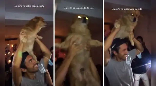 Una joven se preocupó por la ausencia de su mascota que no había llegado a su casa, sin imaginar que estaba en un festejo de su vecindario. Foto: captura de TikTok