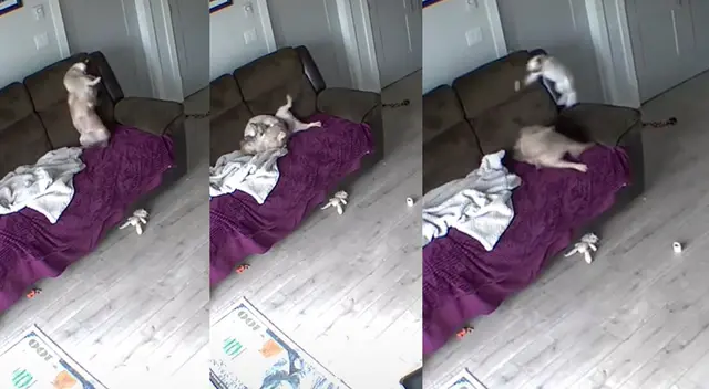 Peculiar escena de la pelea entre el perro y el gato se hizo viral en las redes sociales. Peculiar escena de la pelea entre el perro y el gato se hizo viral en las redes sociales.