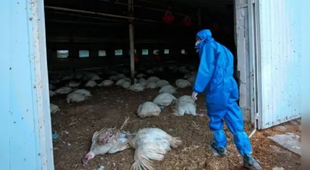 Conoce los síntomas que produce la nueva cepa de gripe aviar. Conoce los síntomas que produce la nueva cepa de gripe aviar.