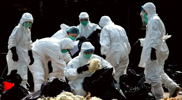 Es la primera vez que gripe aviar afecta a un humano.