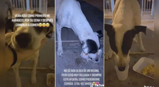 El video ha conmovido a cientos de usuarios en la red social pues la perrita devoró el plato.