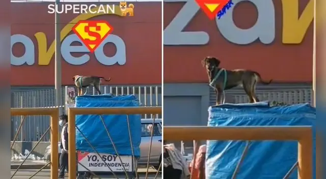 El escena se hizo viral en la red social logrando miles de comentarios y "Me gusta". Foto: Captura de pantalla/TikTok