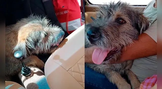 El perrito logró conseguir un nuevo hogar luego de subirse al carro y no querer moverse más.