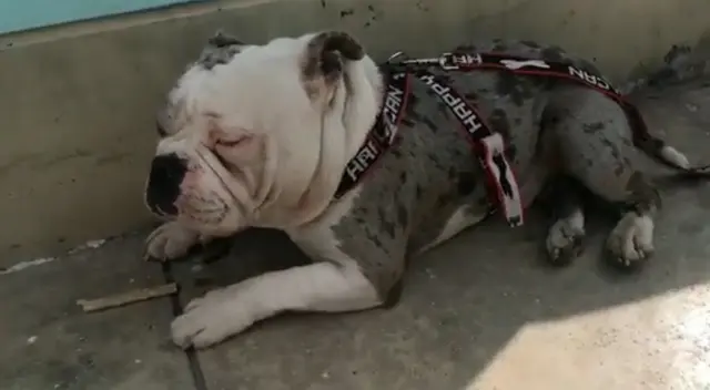 Perrito necesita ayuda tras ser agredido salvajemente por su dueño.