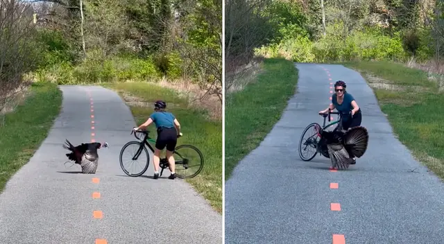El hombre se salvó solo cuando una motociclista se acercó desde la dirección opuesta, distrayendo al pavo. El hombre se salvó solo cuando una motociclista se acercó desde la dirección opuesta, distrayendo al pavo.