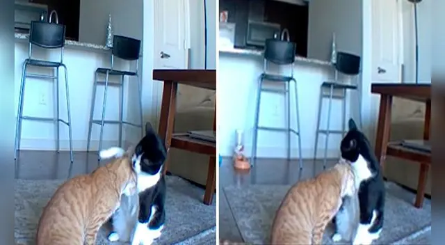 Una joven revisó las imágenes de su cámara de seguridad, sin saber que sería testigo de una tierna escena entre sus mascotas. Foto: captura de Facebook