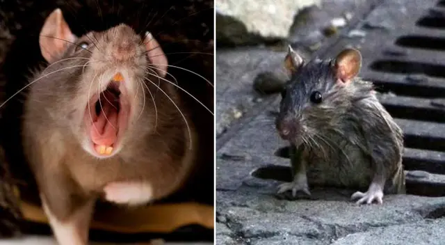 Significado del soñar con ratas que muerden