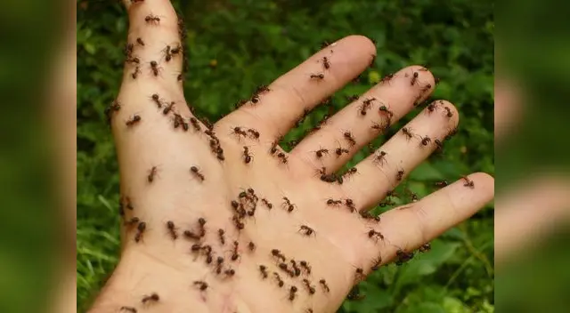 Conoce cuál es la interpretación de soñar con hormigas.