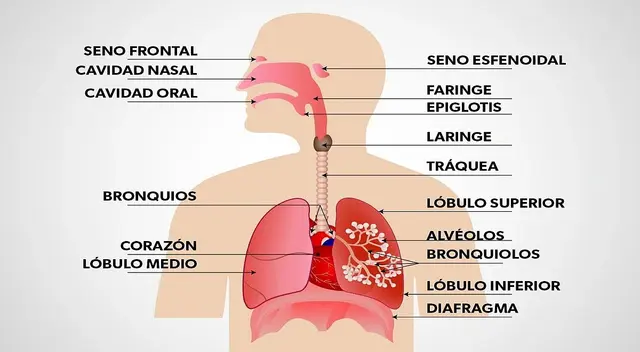 Descubre las funciones vitales del sistema respiratorio. Respira salud y energía con nuestro completo análisis. ¡Infórmate ahora!