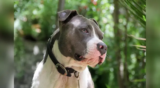 Perro pitbull sin bosal muerde a niño en Chiclayo. Perro pitbull sin bosal muerde a niño en Chiclayo.