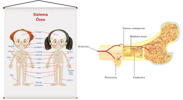 Los huesos también protegen nuestros órganos. Los huesos también protegen nuestros órganos.