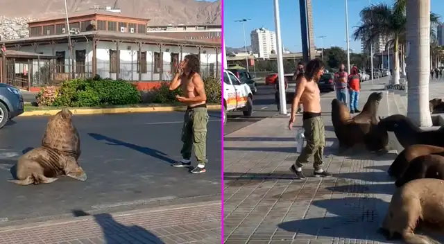 El joven ayudó a que los lobos marinos regresen al mar.