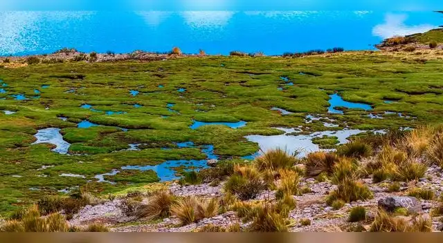 Estudio revela que los pajonales son vitales para la conservación del agua
