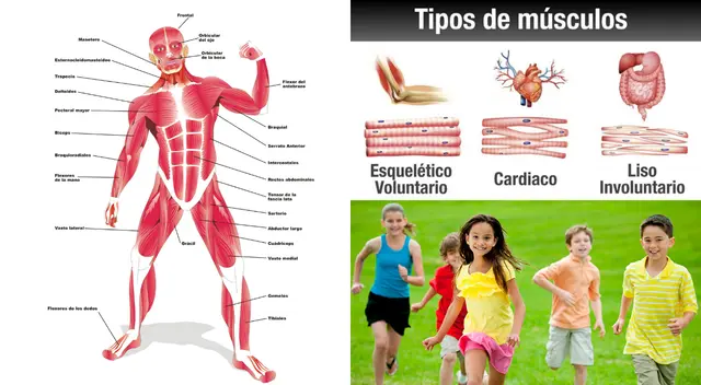 Los músculos son trozos, fibras o “masas de tejido” situados dentro del cuerpo. Los músculos son trozos, fibras o “masas de tejido” situados dentro del cuerpo.