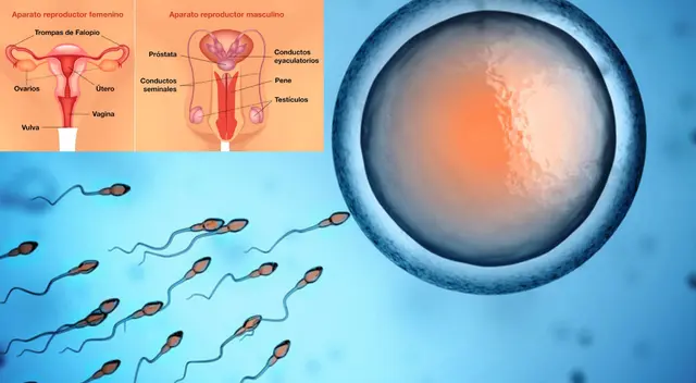 La reproducción humana es una reproducción sexual.