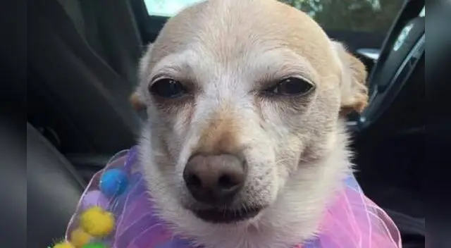 El dueño de un chihuahua dice que la gente no cree que el cachorro se vea tan bien 'para su edad'.