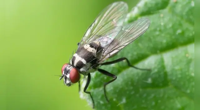 ¿Qué significa soñar con moscas? ¿Qué significa soñar con moscas?