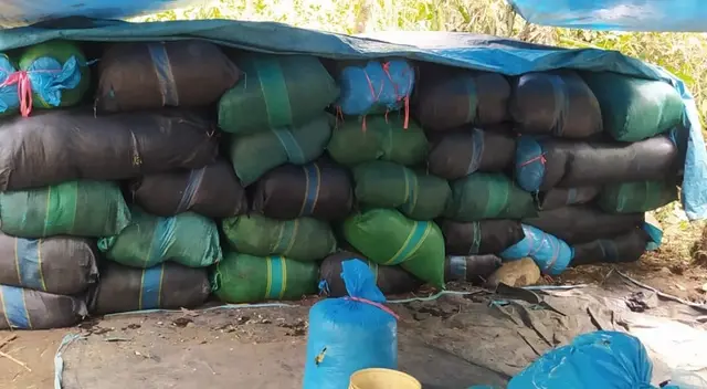 La hoja de coca estaba dentro de costales, camuflada en varios vehículos. La hoja de coca estaba dentro de costales, camuflada en varios vehículos.