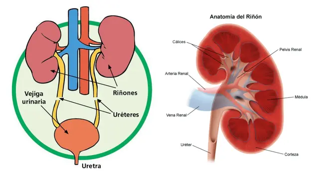 Su órgano más importante es el riñón. Su órgano más importante es el riñón.