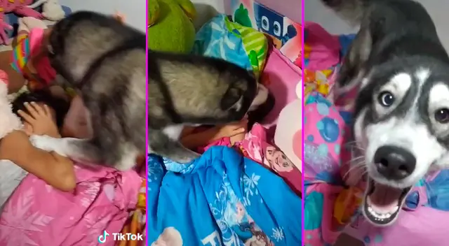 El perrito se subió a la cama de las niñas y las despetó a lamidas. El perrito se subió a la cama de las niñas y las despetó a lamidas.