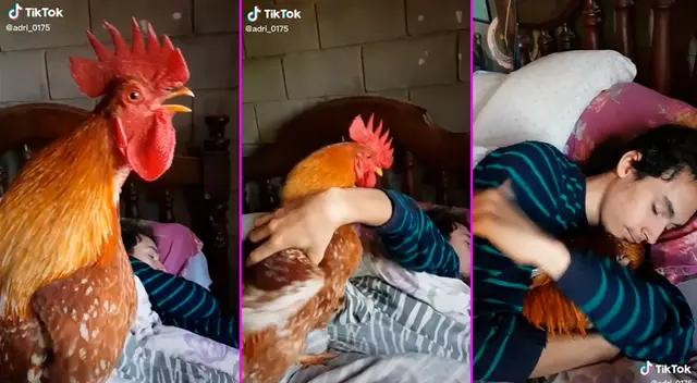 El joven se dispuso a dormir junto a su gallo.