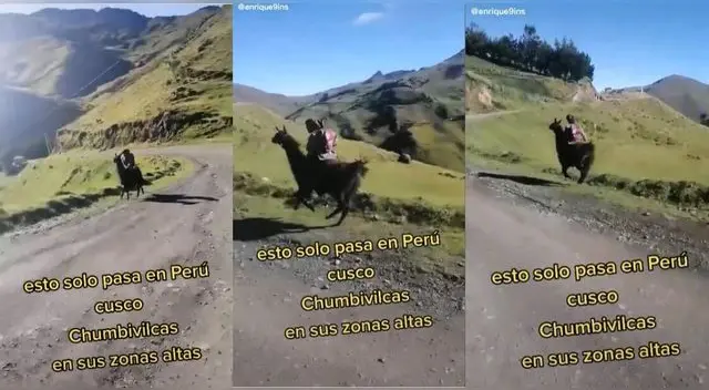 El video viral ha alcanzado más de 100.000 reproducciones y comentarios lindos sobre el pequeño y su llama.