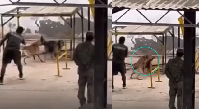 Perro de la calle es ferozmente mordido por perro militar. Perro de la calle es ferozmente mordido por perro militar.