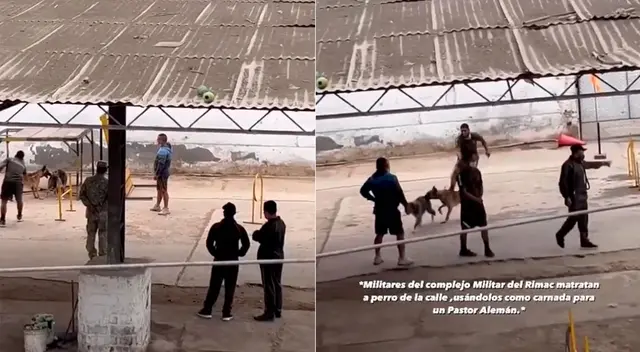 Militares "entrenan" a perro haciéndole morder a otro animal indefenso. Militares "entrenan" a perro haciéndole morder a otro animal indefenso.