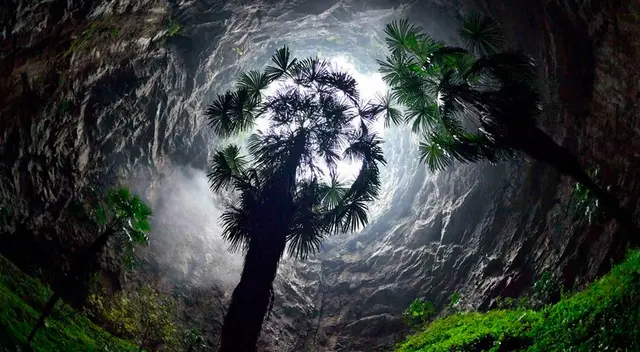 El bosque que crece dentro de una gigantesca fosa recién descubierta. El bosque que crece dentro de una gigantesca fosa recién descubierta.