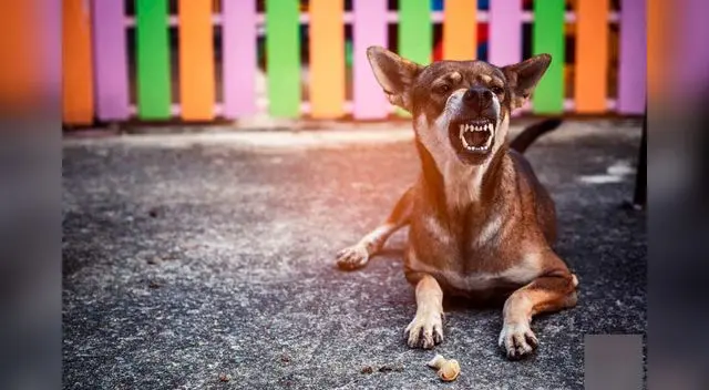 Soñar con perros bravos
