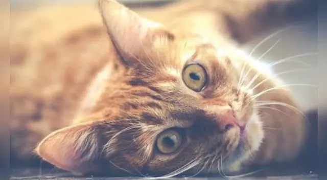 Soñar con gatos es anuncio de buena suerte.