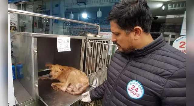 ¡Necesitan un hogar! Más de 10 perritos encontrados en grave estado de salud buscan ser adoptados en Surco