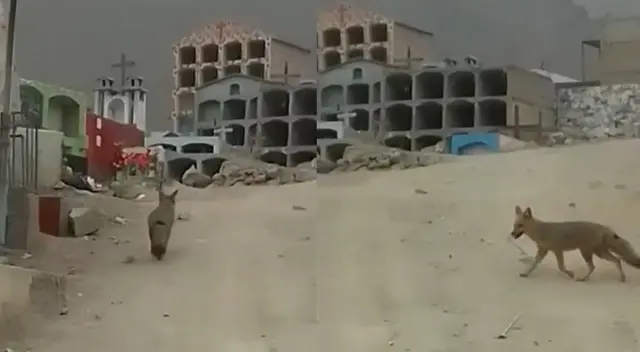 Nuevo Run Run es captado en cementerio ‘Mártires 19 de Julio’. Nuevo Run Run es captado en cementerio ‘Mártires 19 de Julio’.