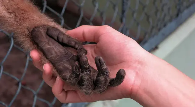 La viruela del mono provoca síntomas más leves que los de la viruela común.