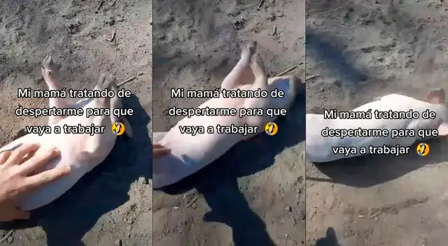 Cerdito en TikTok.