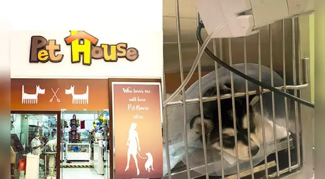 Denuncian de maltrato a tienda de mascotas Denuncian de maltrato a tienda de mascotas