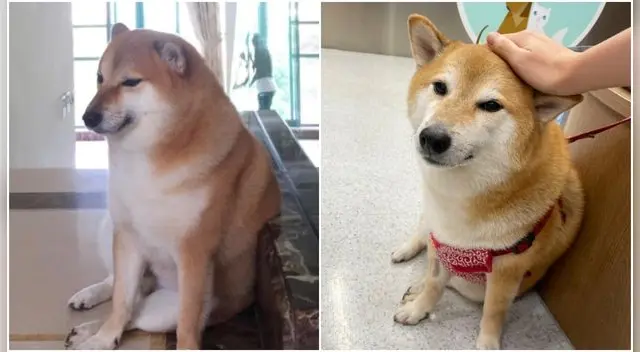 El popular perrito de los memes, pero sobre todo de los stickers en WhatsApp, está enfermo.