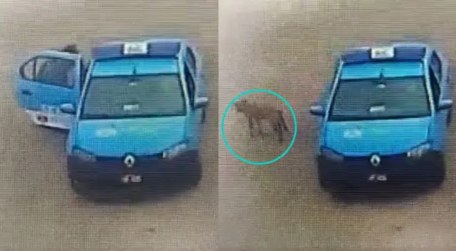 Serenos de Magdalena recogen perros callejeros para dejarlos en otro distrito.