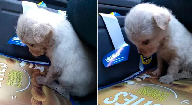 Ella explicó que subió las fotos para aquellos que dicen que “los animales no sienten, ni sienten, ni tienen sentimientos”.