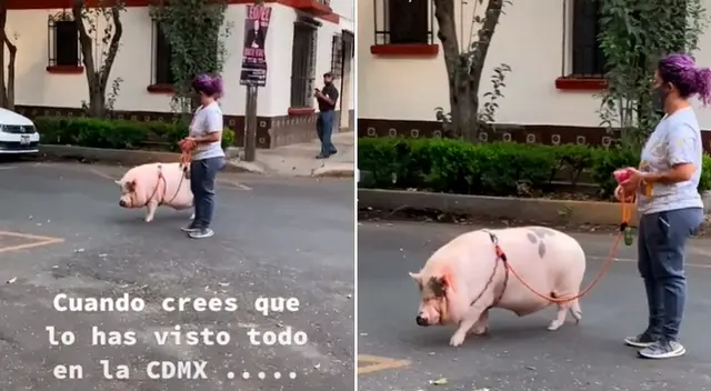 Los habitantes compartieron imágenes de un chanchito caminando por la calle con una correa al cuello.
