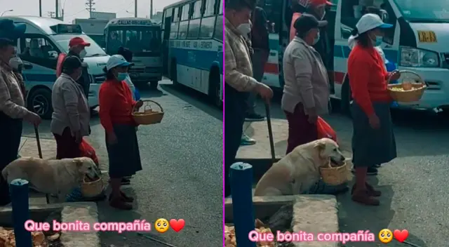 El perrito acompaña a su dueña todos los días.