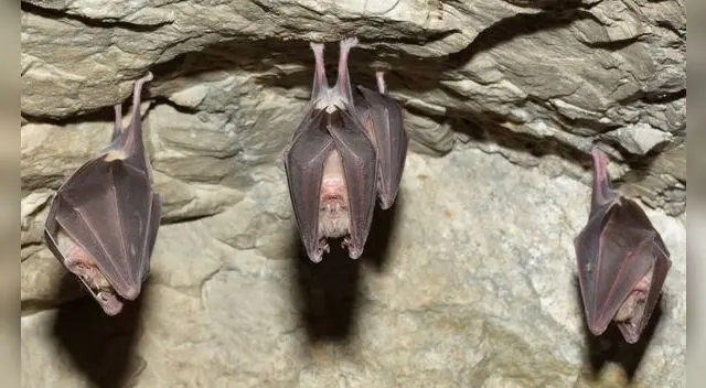 Soñar con murciélagos puede ser el anuncio de problemas o enfermedades.